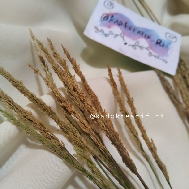  Bunga  kering  mini Bunga  kering  dekorasi  Shopee Indonesia