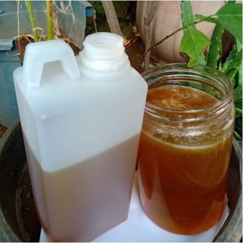 

Madu asli nektar kayu putih 1kg madu murni jakarta