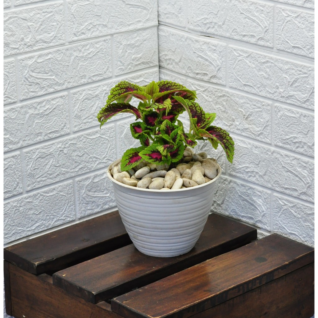 Tanaman Miana Lidah Merah Coleus Plectranthus Scutellarioides