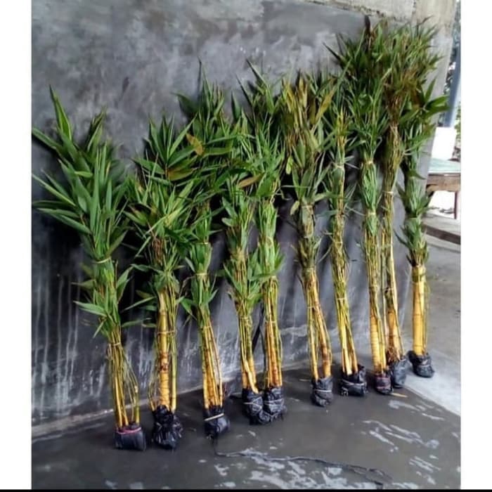 PROMO Tanaman hias bambu kuning / Pohon bambu kuning