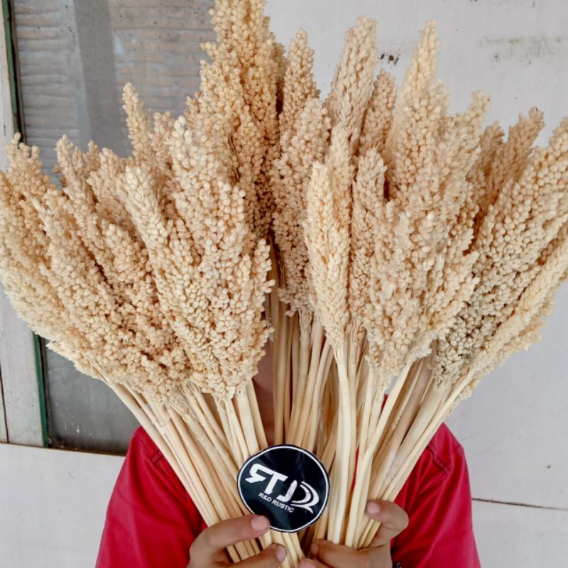 BUNGA CANTEL KERING / BUNGA SORGUM DRIED FLOWER UNTUK DEKORASI RUMAH RUSTIC