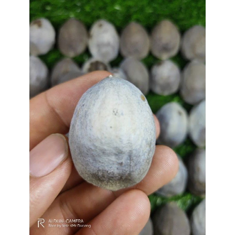 MUNCANG ADU JAWA PEDANG SULTAN  ORI 100%