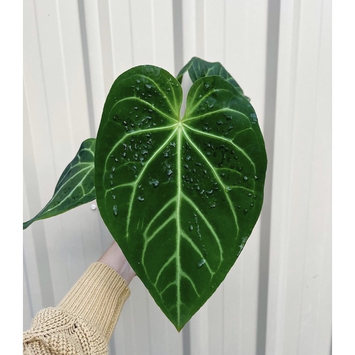 Anthurium magnificum verde