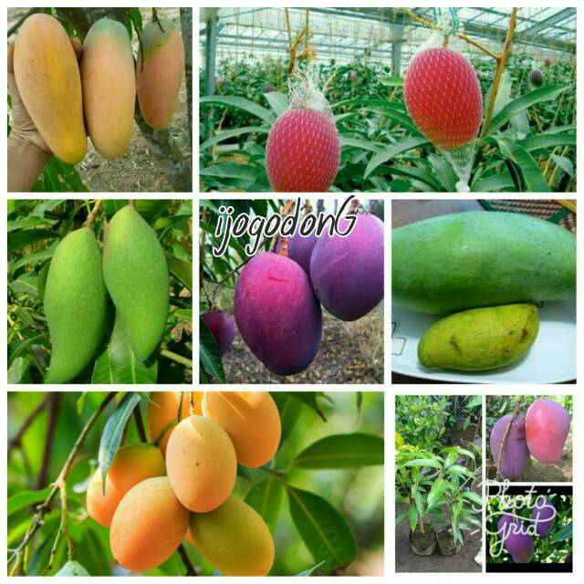 Paket berkebun 4 bibit Mangga