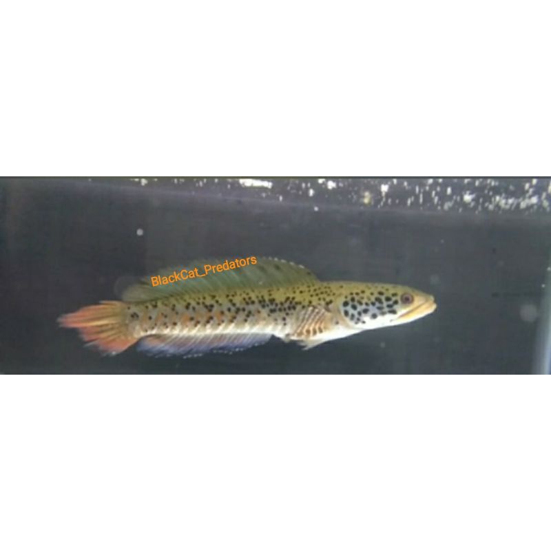 Channa Orna Yellow Lips Grade