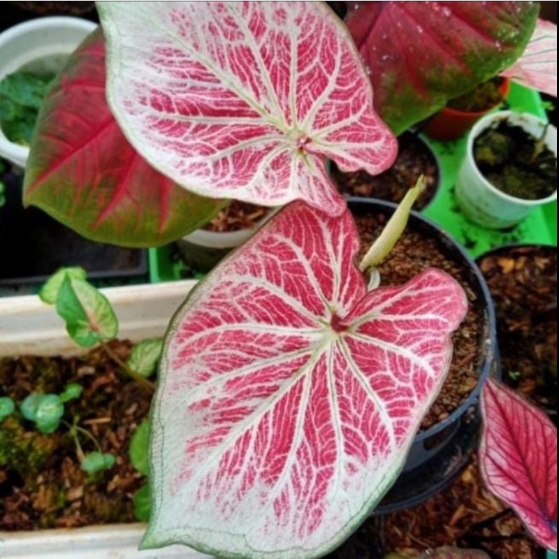 Keladi White Bone Bibit Bunga Caladium Murah Bukan Bonggol
