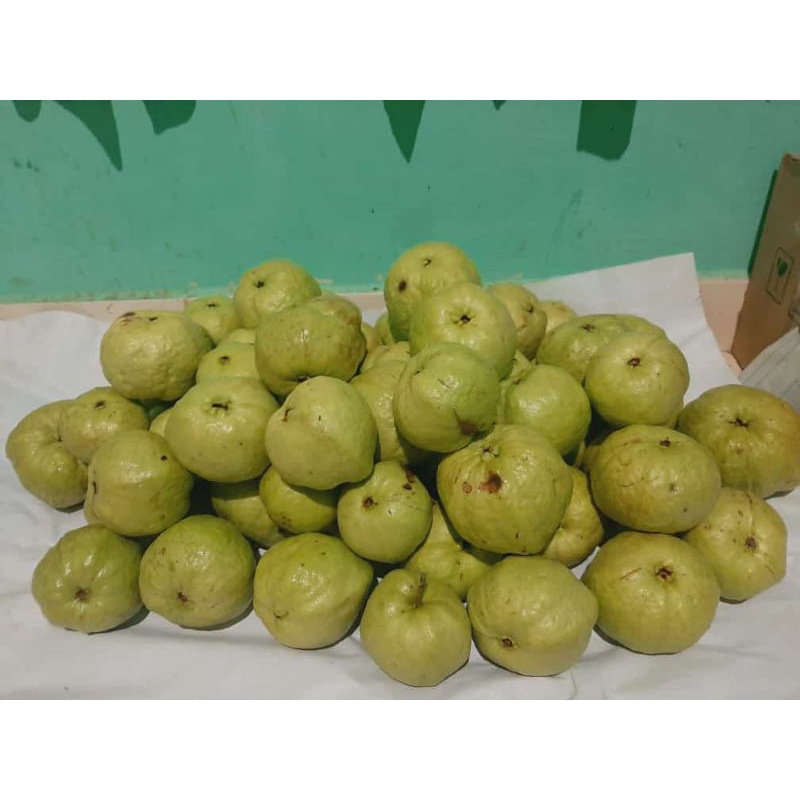 

jambu kristal madu