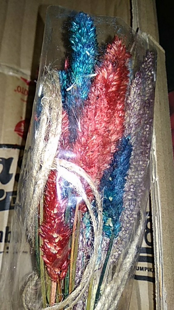 Bunga Kering Oson - Oson Violet