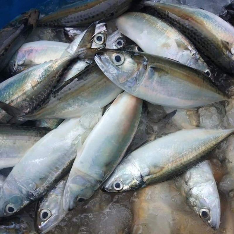 

Ikan Kembung Banjar 1kg