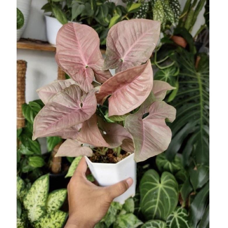 QYAZA tanaman hias syngonium pink- syngonium pink-tanaman hidup-bunga hidup-tanaman hias hidup-tanaman indoor hidup-bunga hidup tanaman hias-syngonium-tanaman bunga hidup-bunga gantung hidup-tanaman gantung hidup