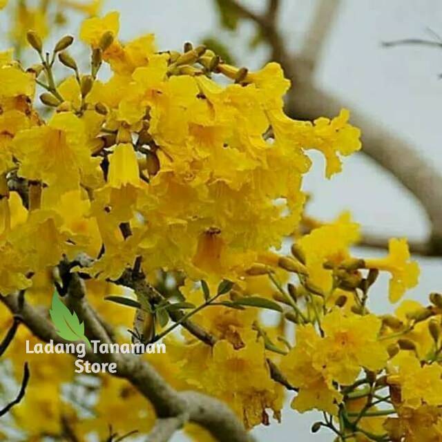 Bibit tanaman pohon tabebuya bunga kuning - sakura indonesia