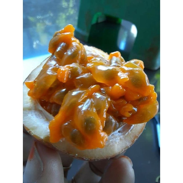 bibit markisa madu_tanaman buah markisa merah manis