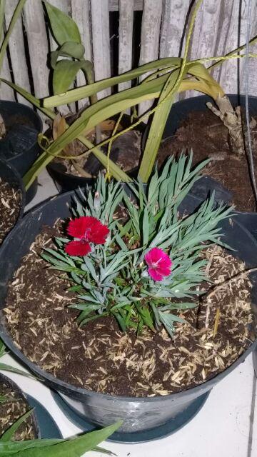 Tanaman Hias Bunga Dianthus Merah