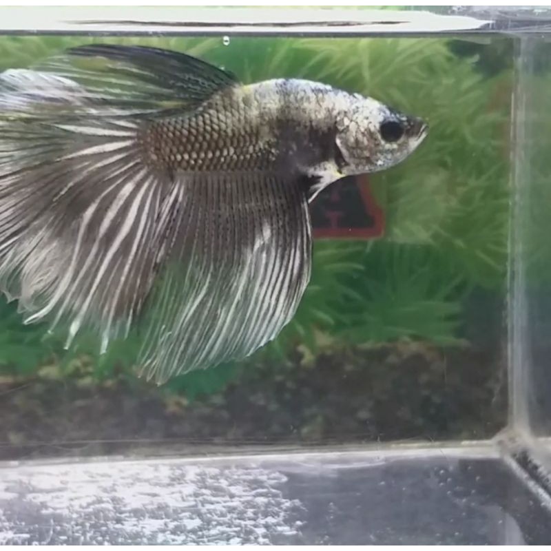 IKAN CUPANG HALFMOON COOPER