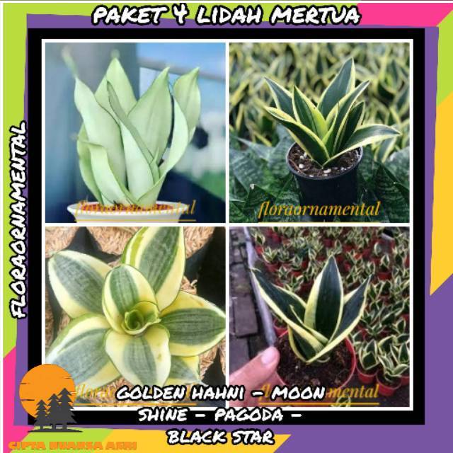 [ PROMO ] Paket 4 lidah mertua mini - paket 4 sanseviera mini
