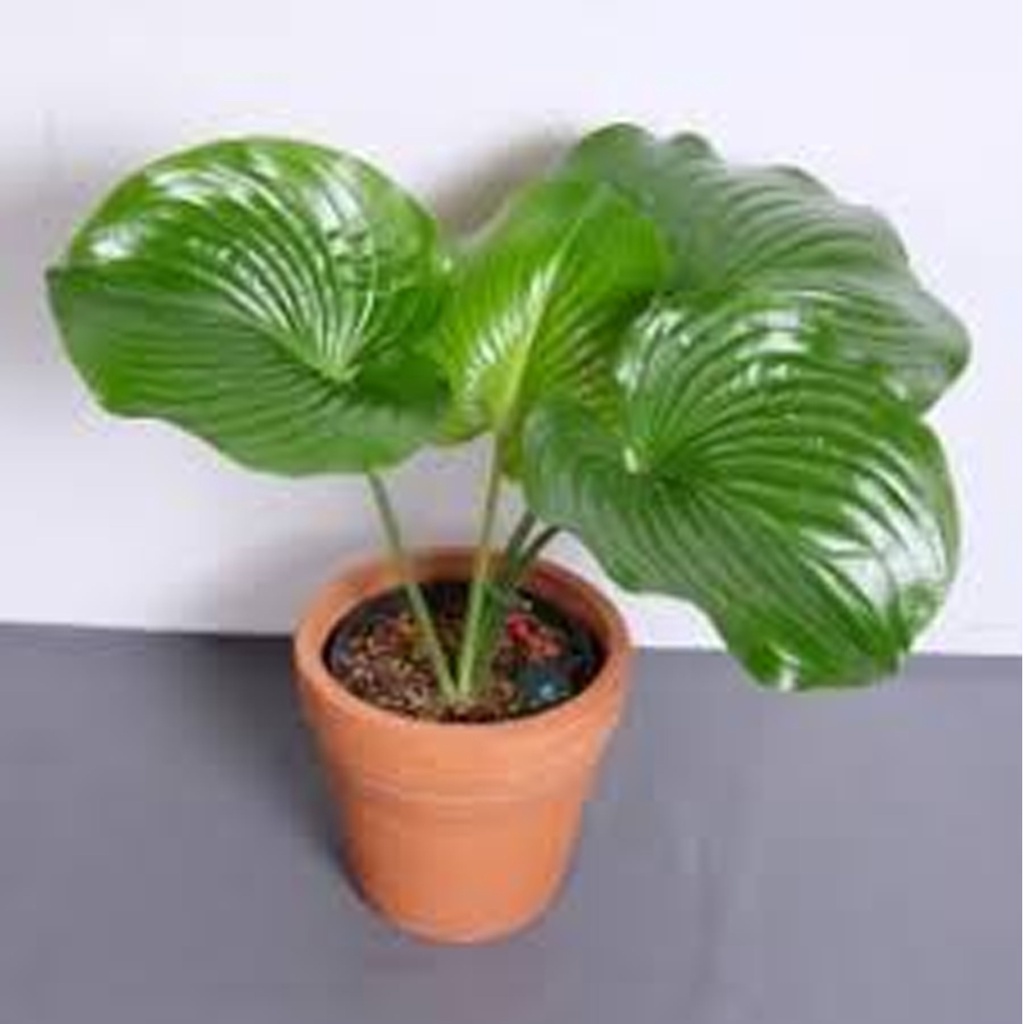 Hosta Plantaginea Green LANGKA Tanaman Hias