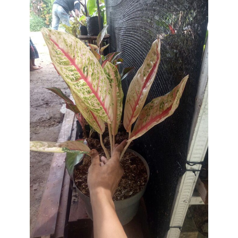 Aglonema Donacarmen Mutasi-Aglonema Donacarnen mutasi-pohon aglonema donacarmen mutasi