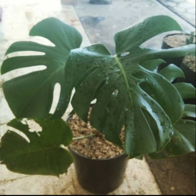 Pohon hias MONTERA KING pot tidak termasuk