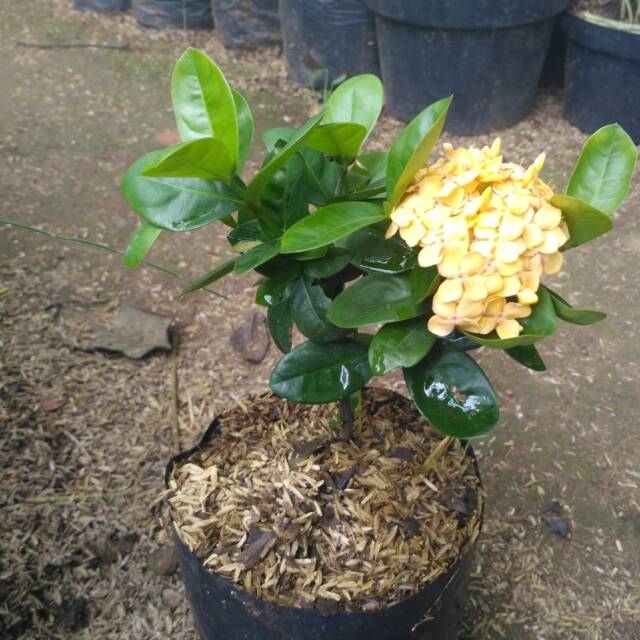 Tanaman Hias Bunga Asoka Hawaii Kuning Soka Hawai Bunga Kuning Shopee Indonesia