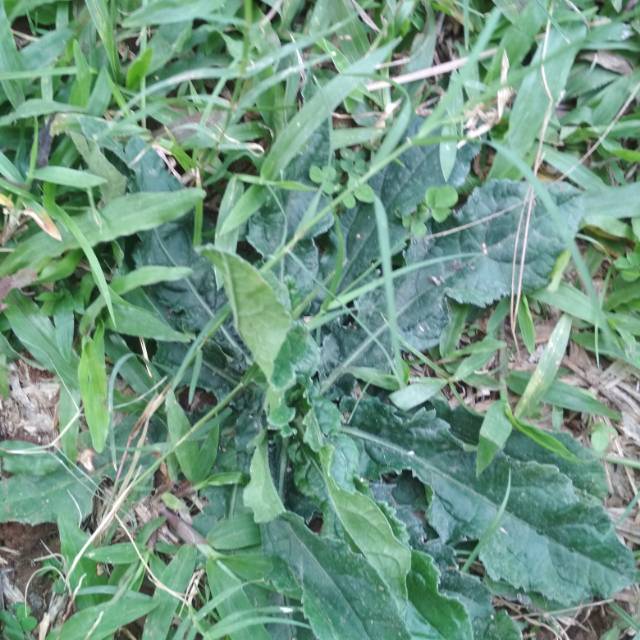 

Daun sawi hutan segar
