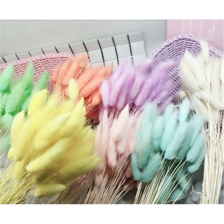  10 pcs Bunga  Kering Bunny  Tail Import Premium Shopee 