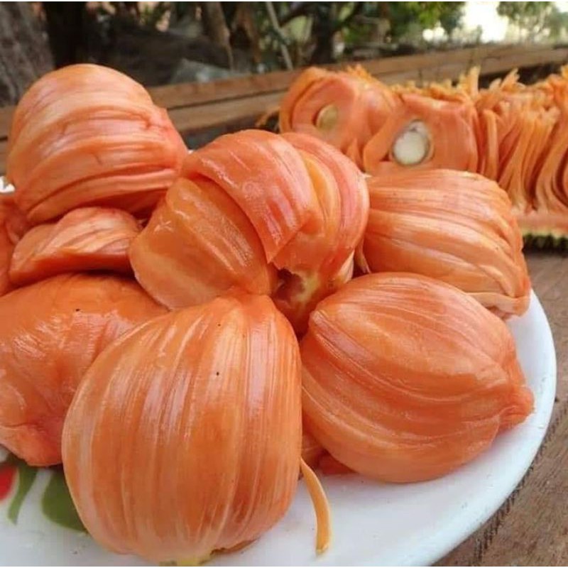Bibit Nangka merah okulasi