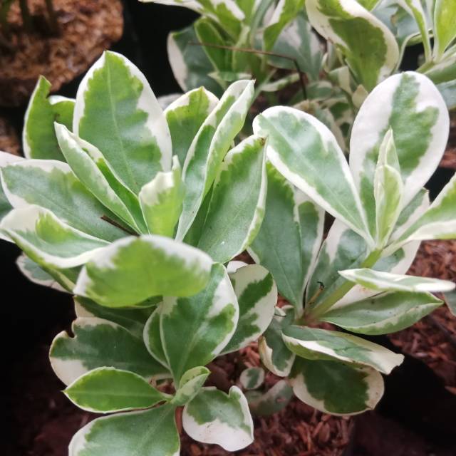 Ginseng varigata ginseng variegata pohon ginseng varigata tanaman hias ginseng