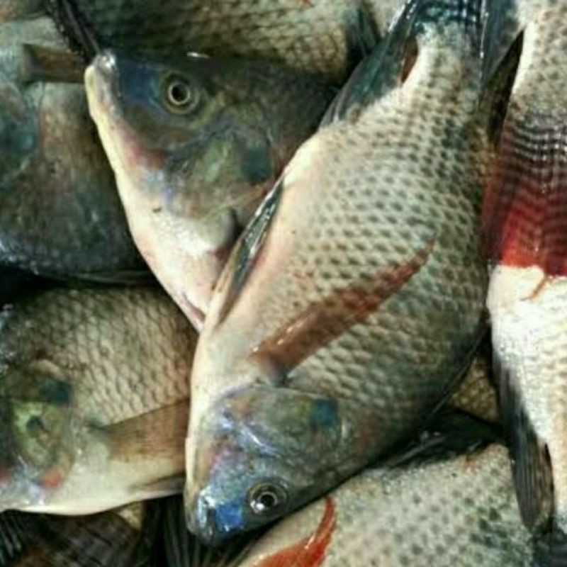 

IKAN MATI (Nila & Mujair)