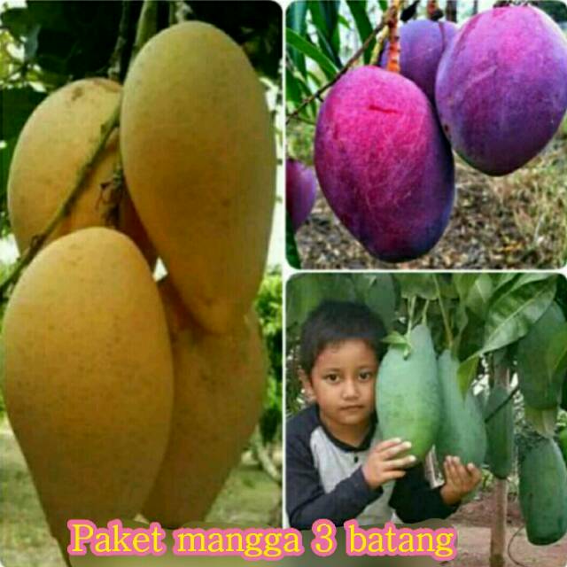PAKET MANGGA 3 BATANG(CHOKANAN,IRWIN DAN MANGGA MADU JUMBO)