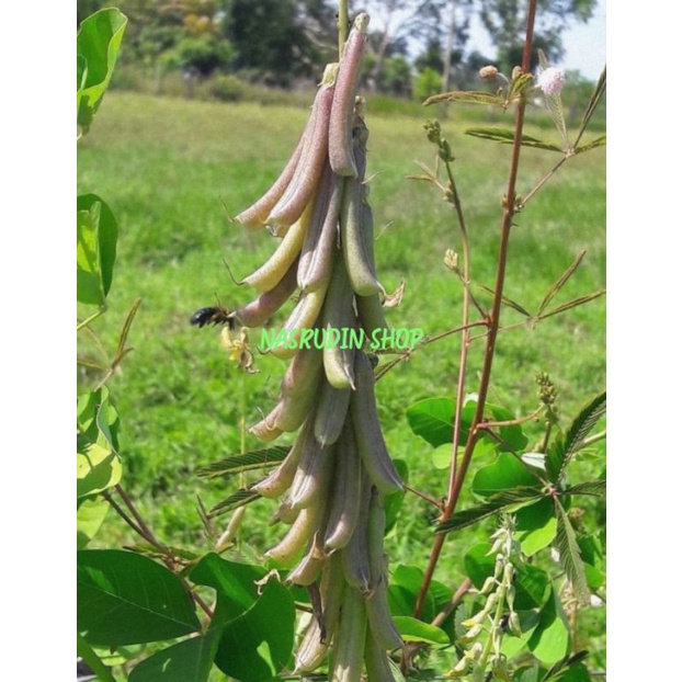 BIBIT BUAH OROK OROK / BUAH OROK OROK PERBUAH / CROTALARIA PALLIDA / BENIH BIJI BUAH OROK OROK /