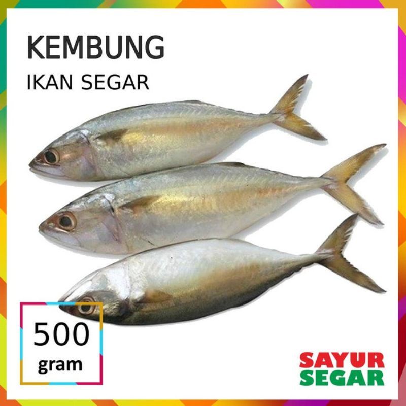 

500 gram ikan kembung basah isi 4 atau 5 ekor fresh segar