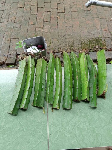 Bibit Tanaman Buah Naga Merah