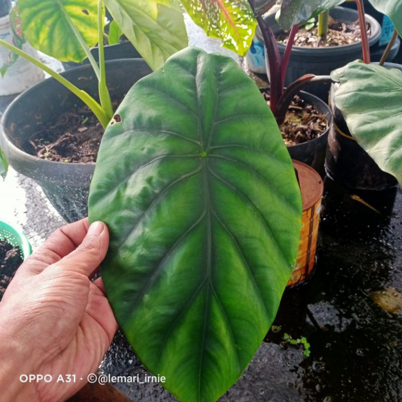 Alocasia green shield, alocasia sarian, sandriana, alocasia frydek, alocasia amazonica