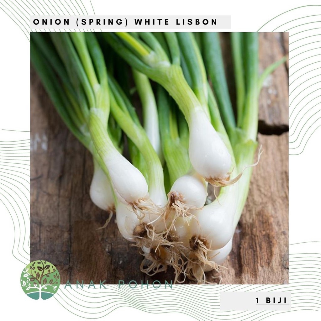 Benih Bibit Biji - Onion (Spring) White Lisbon Bawang Umbi Putih Seeds - IMPORT