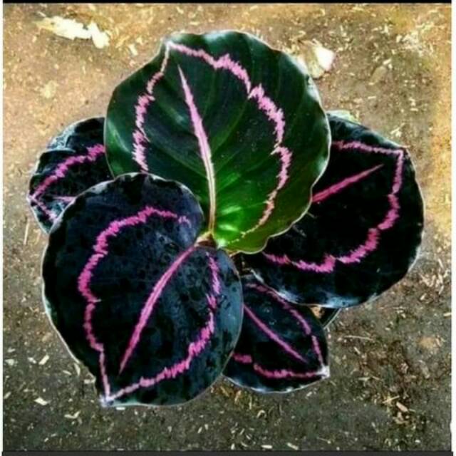 Tanaman hias anglonema black lipstik