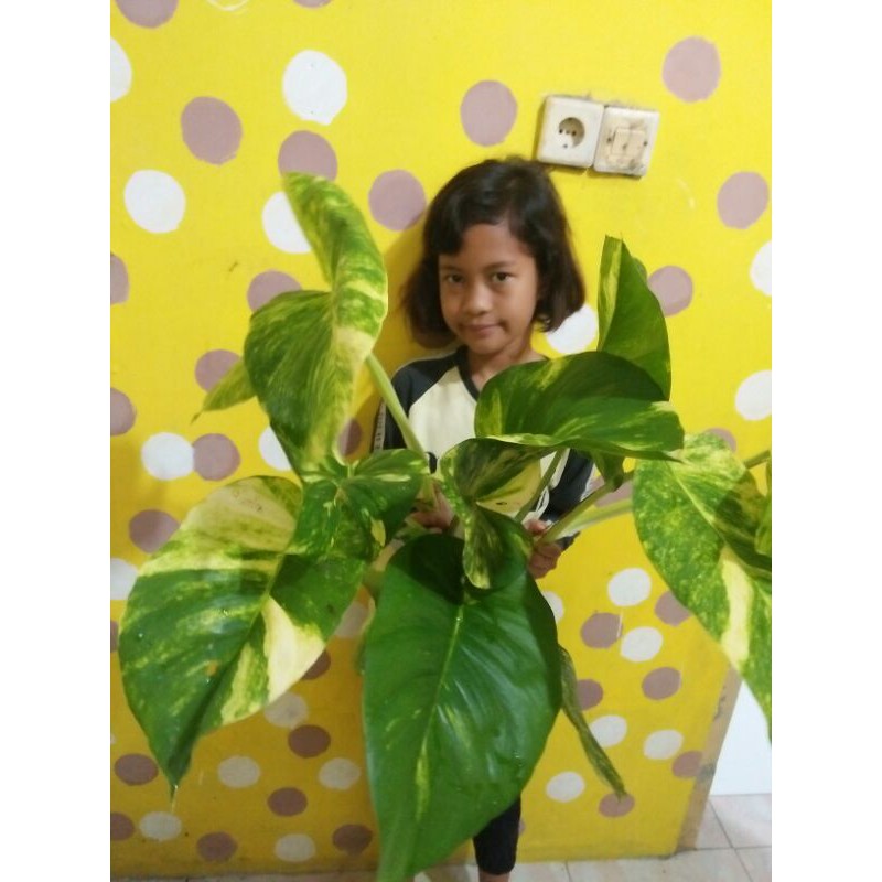 philodendron monstera epripenium/sirih gading jumbo
