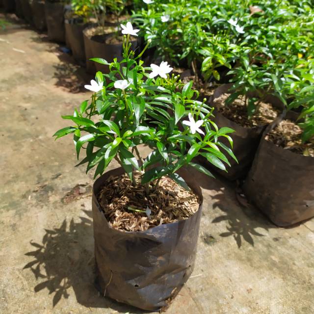 Tanaman Hias Rembosa Mini tanaman hidup