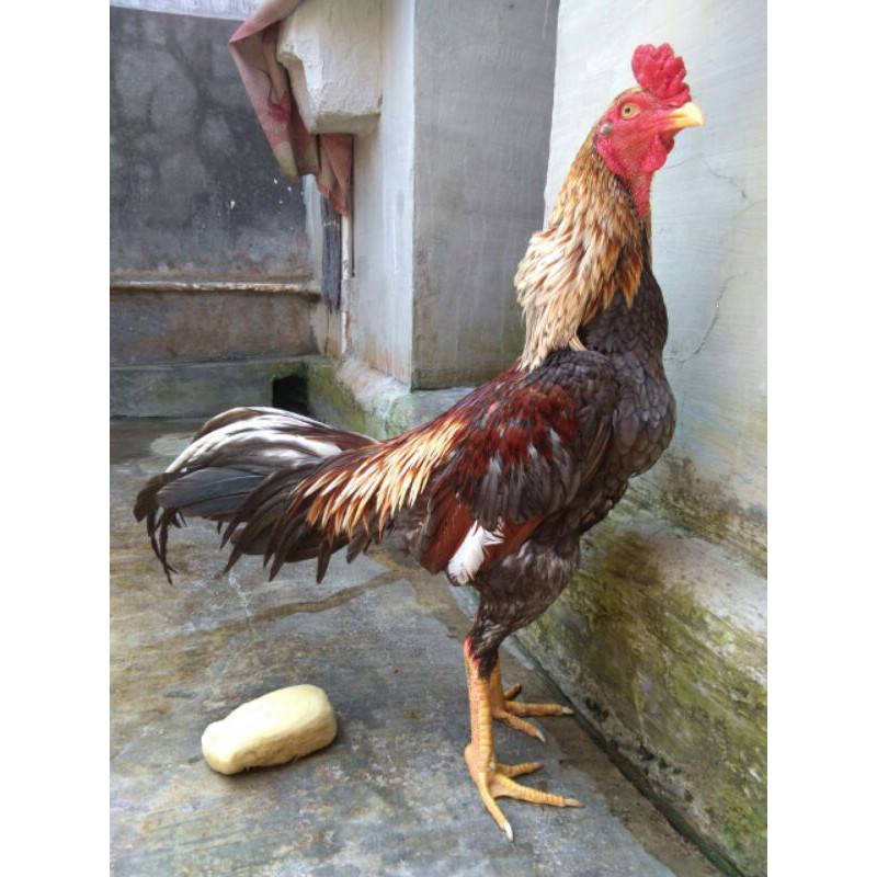 

telur pejantan tangguh
