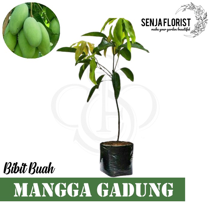 Bibit Tanaman Buah Mangga Gadung