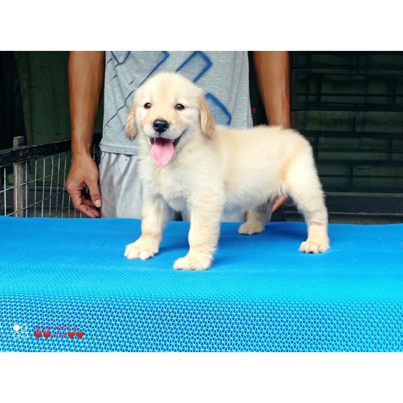 dogfamss anjing golden betina