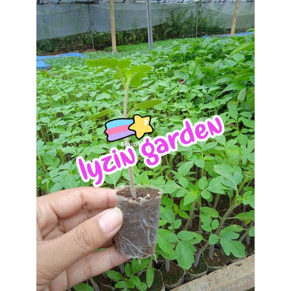 bibit tomat servo f1