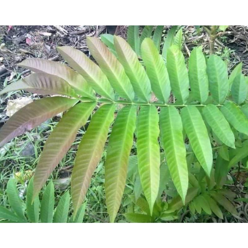 

#DaunSungkaikering,MinumanDaunSungkai