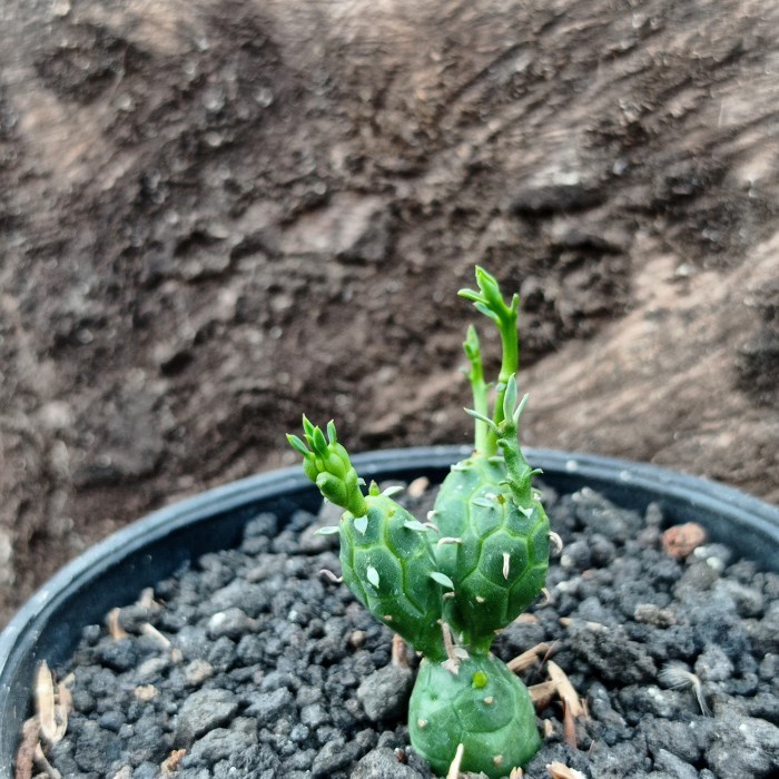 Euphorbia globosa KAKTUS SUKULEN TANAMAN HIAS