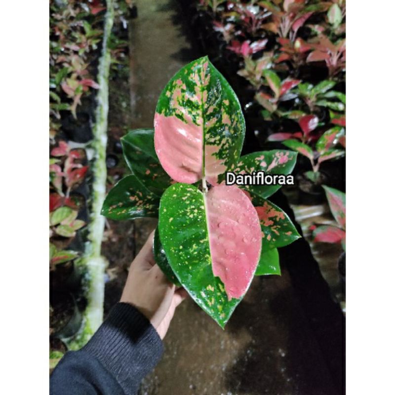 Aglonema Anakan Kochin Ebony