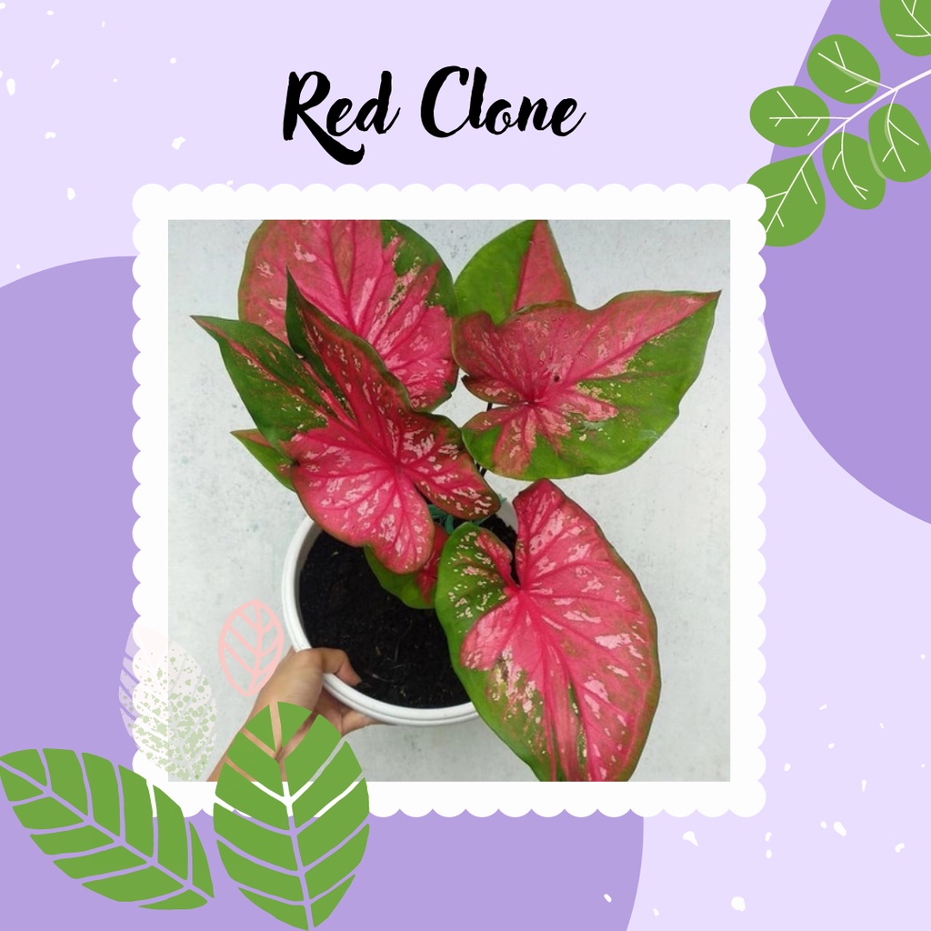 Tanaman Hias Keladi Red Clone Caladium Red Clone