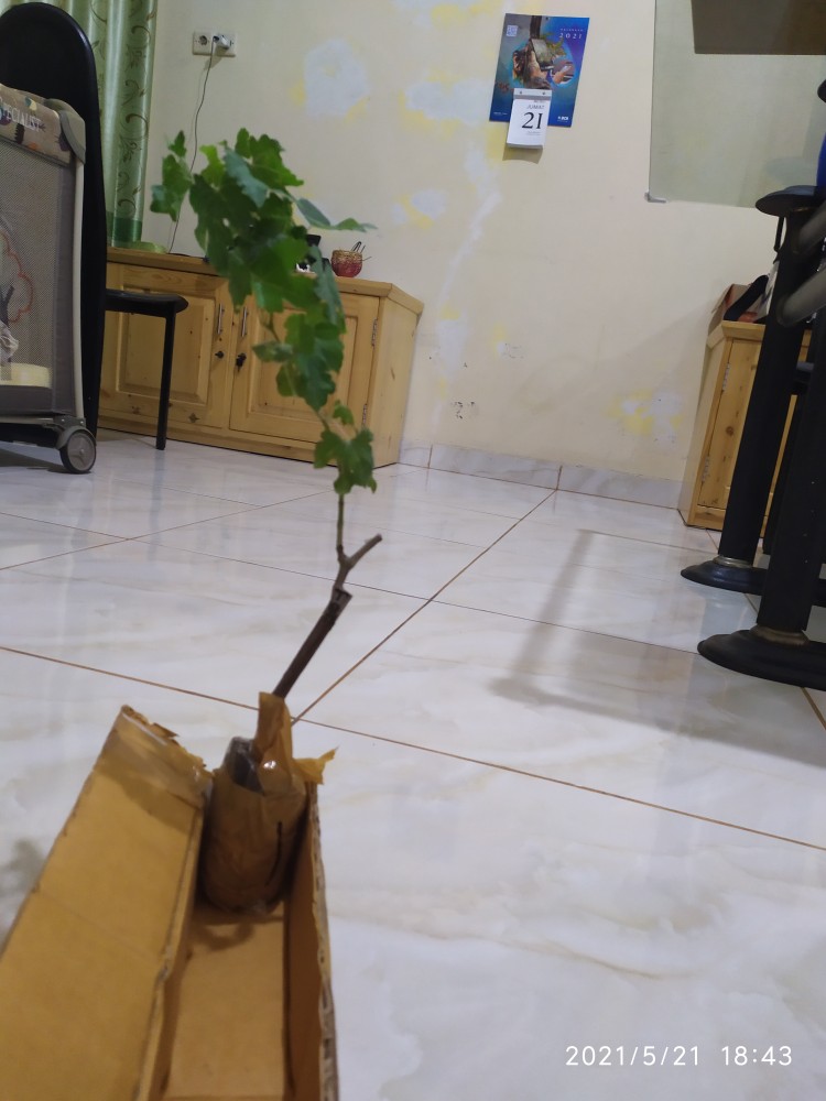 Bibit Anggur Taldun Valid