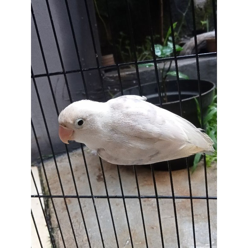 Lovebird pasbir (pastel biru) jantan