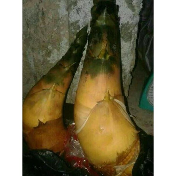 

Murah Rebung Bambu Kuning Asli 500 Gram