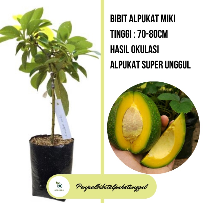 Bibit Alpukat Miki, Pohon Alpukat Miki, Tanaman Alpukat Miki Dewasa, Bibit Alpukat Miki Berbunga, Bi