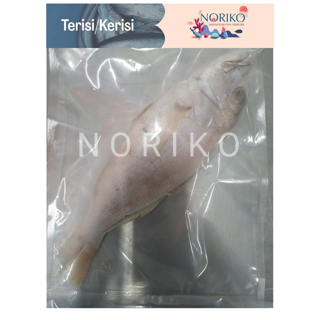 

Ikan Terisi/Trisi Frozen Premium 1 Kg